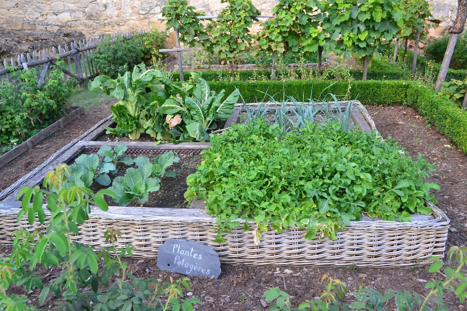 Einen Gemüsegarten anlegen so wirds gemacht Gärtner Pötschke