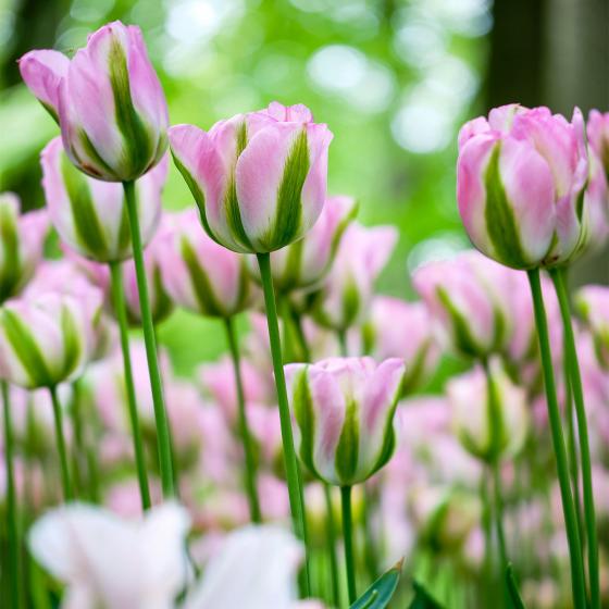 Tulpe Groenland Online Kaufen Bei G Rtner P Tschke