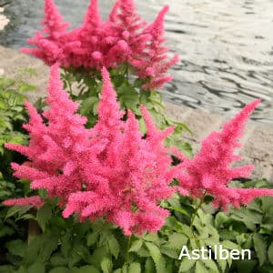 Stauden Schatten Im Garten Richtig Nutzen Gartner Potschke