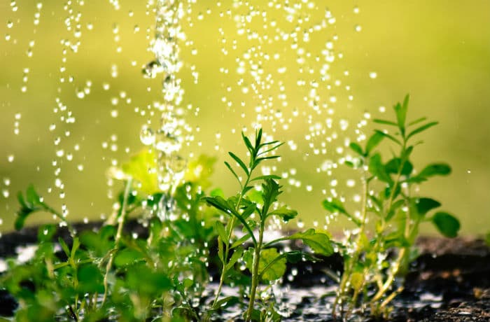 Im Garten Richtig Giessen So Gehts Gartner Potschke