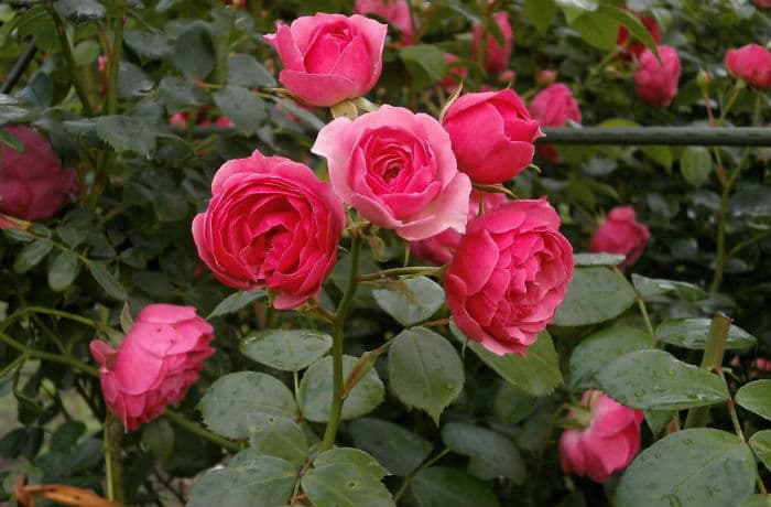 Rosen Pflanzen Gewusst Wie Gartner Potschke