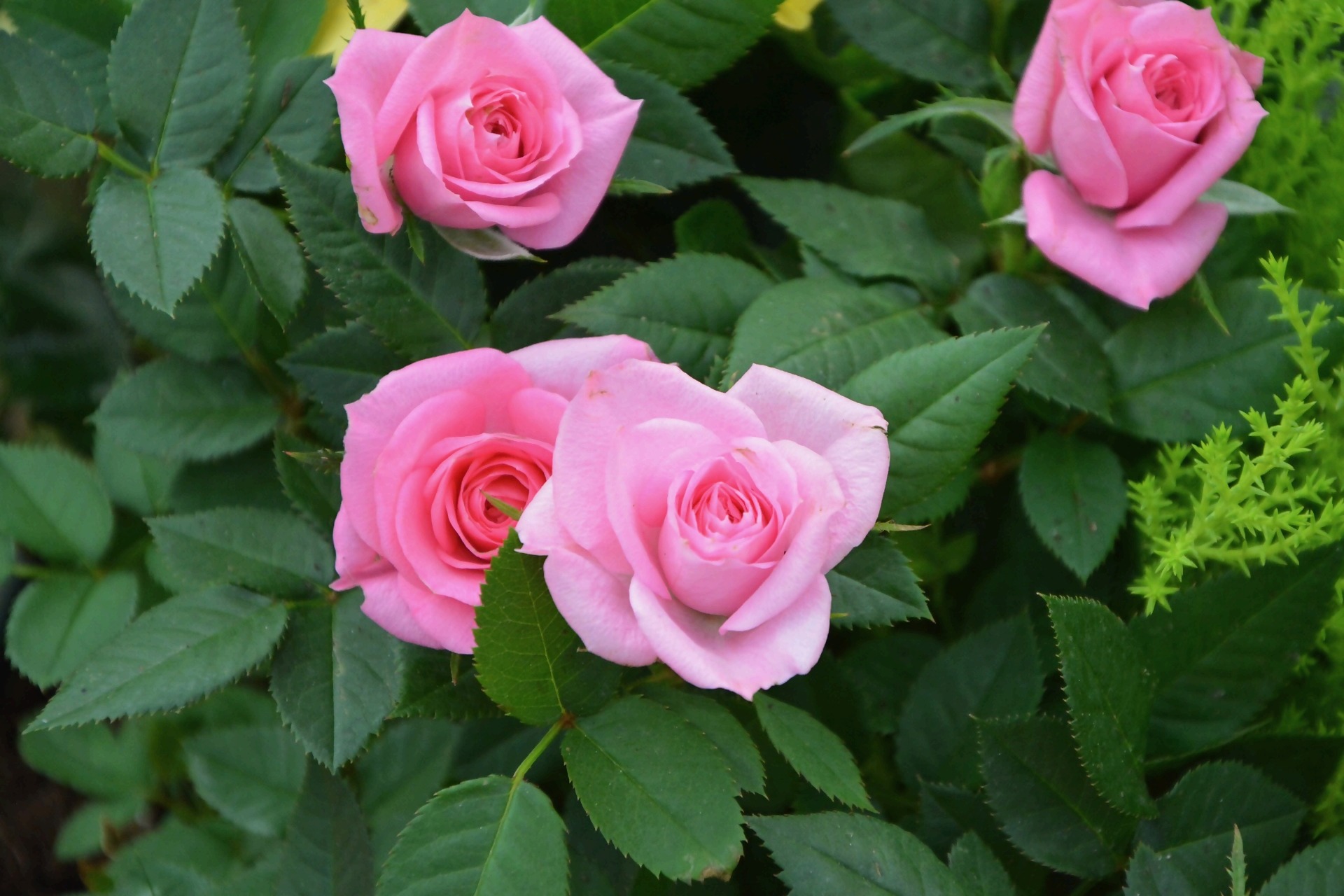 Rosen pflanzen - so machts der Profi | Gärtner Pötschke