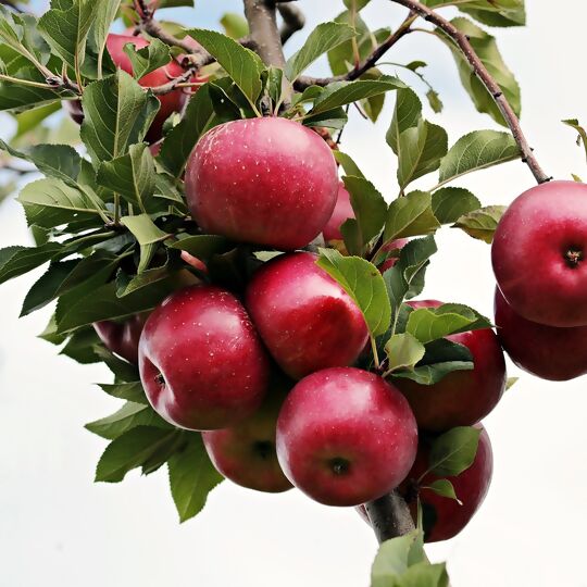 Wie erkenne ich einen Apfelbaum? – Dein interaktives Magazin zum Apfel