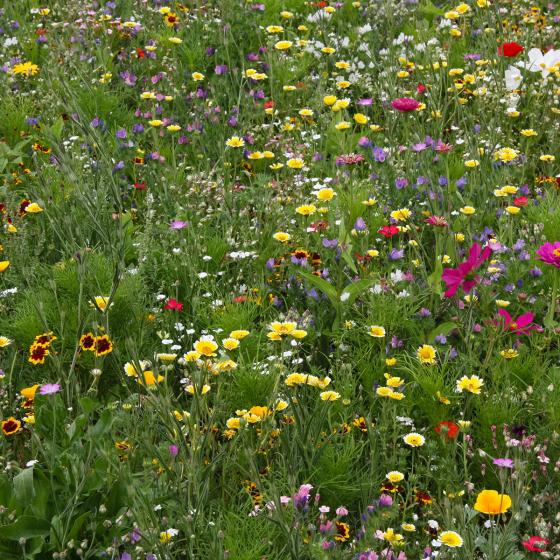 Saatband 4,5 m Bunte Bienenblumen online kaufen bei ...