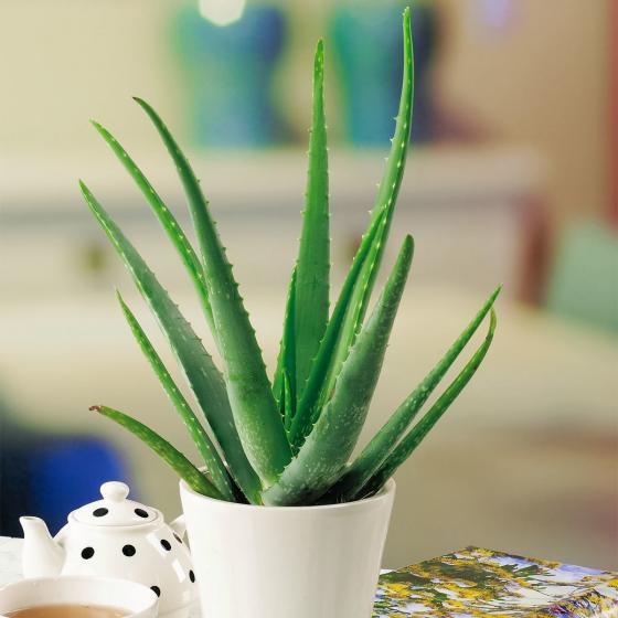 Aloe Vera, im ca. 12 cm-Topf online kaufen bei Gärtner Pötschke