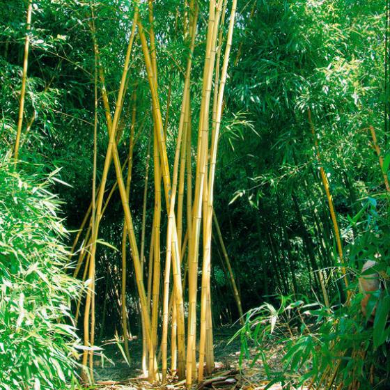 Baumbambus Aureocaulis online kaufen bei G rtner P tschke