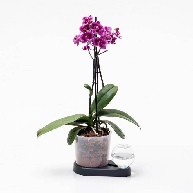 Orchideenheld Bewässerungshilfe