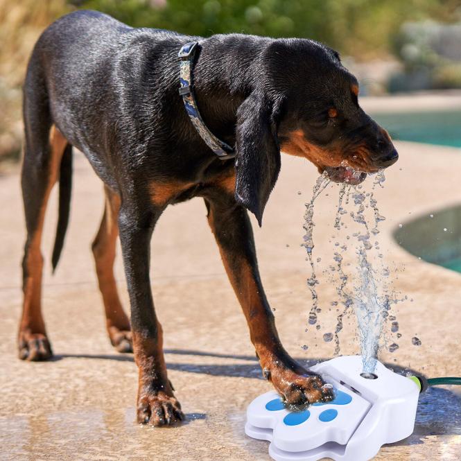 Wasserbrunnen für Hunde