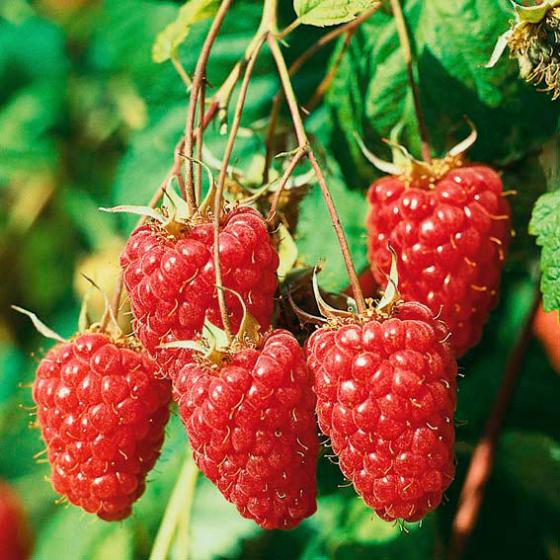 Obst-Sortiment Köstliche Himbeeren Online Kaufen Bei Gärtner Pötschke