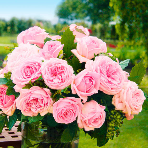 Edelrose Meister Rose® Jubilee Im Ca 17 Cm Einpflanz Topf Online Kaufen Bei Gärtner Pötschke 