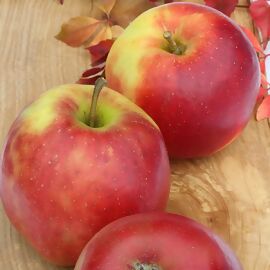 Apfel Elster kaufen Gärtner bei Pötschke