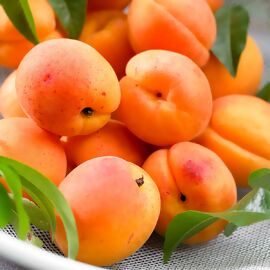 Aprikosenbäume online kaufen bei Gärtner Pötschke