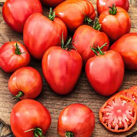 Tomatenpflanze Rote Fleischtomate, veredelt 