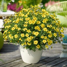 Bidens Goldmarie, gelb 