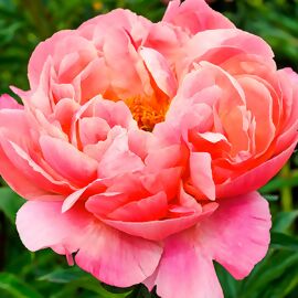 kaufen Pfingstrosenstrauß, online Pötschke rosa Gärtner Kunstpflanze bei