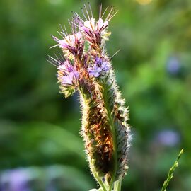 Bodenkur Phacelia, 400 g 