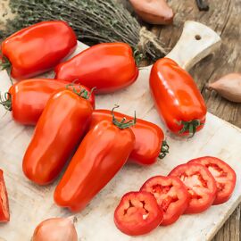 Tomatenpflanze Flaschentomate San Marzano, veredelt 