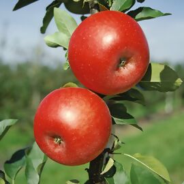 Apfel Topaz, im ca. 23 cm-Topf 