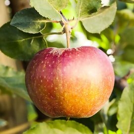 Apfel Elster kaufen bei Gärtner Pötschke