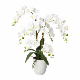 Kunstorchideen online Pötschke Gärtner bei kaufen