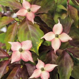 Japanischer Blumen-Hartriegel Copacabana 