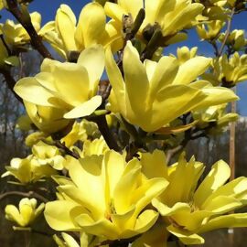 Tulpen-Magnolie Yellow Lantern 