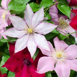 Clematis Three Sisters 