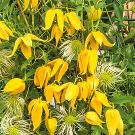 Clematis Mongolei 