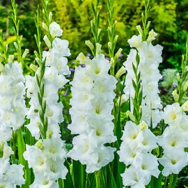 Gladiole Blondy 