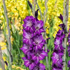 Gladiole Hallowy 