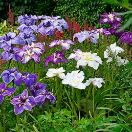 Japanische Sumpf-Schwertlilie Gartenmischung 