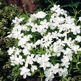 Polsterphlox White Delight 