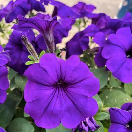 Riesenhängepetunie AlpeTunia® Blue 