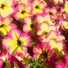 Riesenhängepetunie AlpeTunia® Magenta Yellow Star 