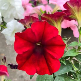 Riesenhängepetunie AlpeTunia® Red Velvet 