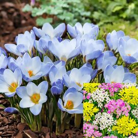 Wildkrokus Blaue Perle + gratis Zierlauchmischung 