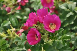 Duftrose Berry Bush™ Aurora®, wurzelverpackt 