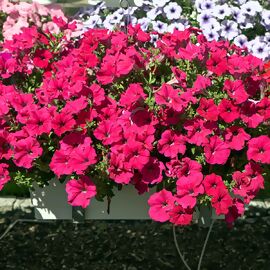 Riesenhängepetunie AlpeTunia® Hot Pink 