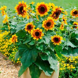 Sonnenblume kaufen bei Gärtner Pötschke