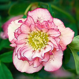 Kunstpflanze Protea, pink online Gärtner kaufen bei Pötschke