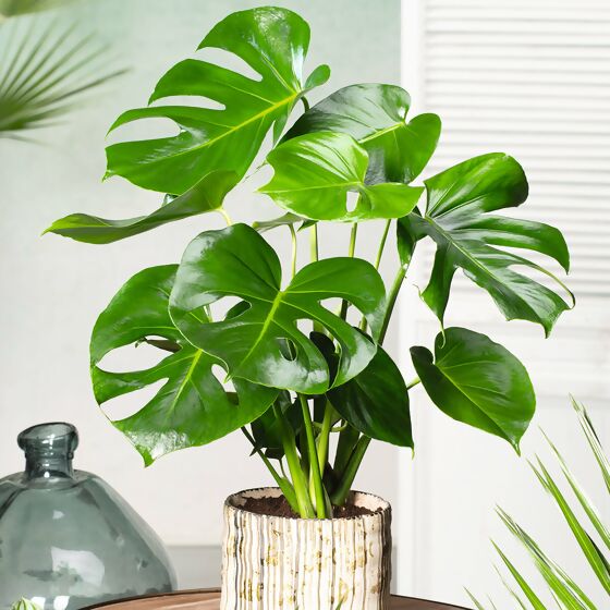 Fensterblatt Monstera, Höhe ca. 30-40 cm