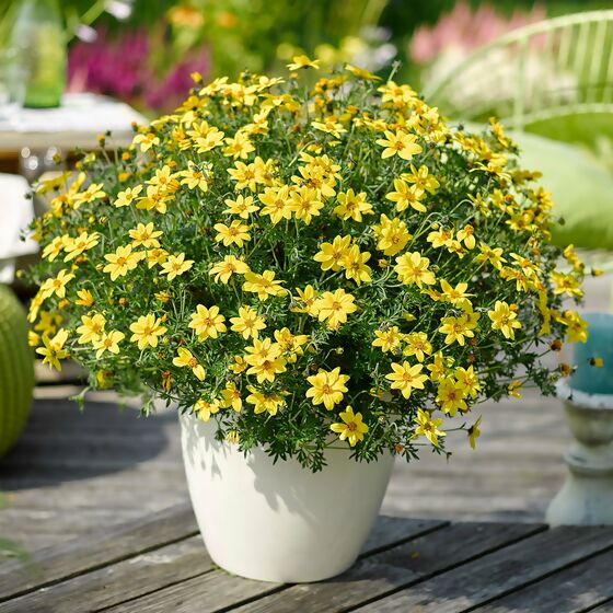 Bidens Goldmarie, gelb