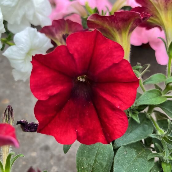 Riesenhängepetunie AlpeTunia® Red Velvet