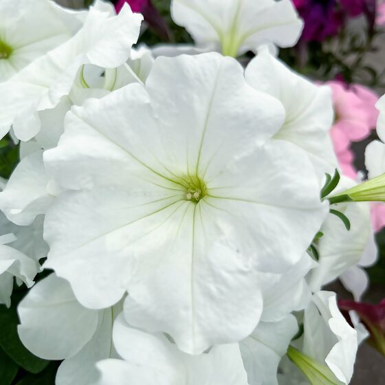 Riesenhängepetunie AlpeTunia® White