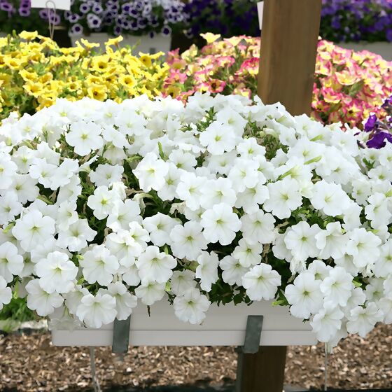 Riesenhängepetunie AlpeTunia® White