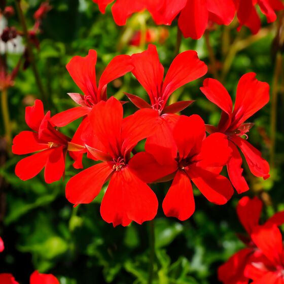 Hänge-Geranie Ville de Paris, rot