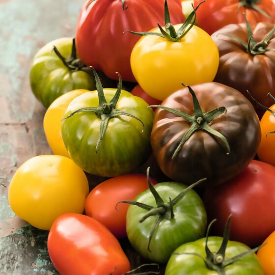 Tomaten-Aktion: 5 Tomatenpflanzen +1 Tomatenpflanze Gratis