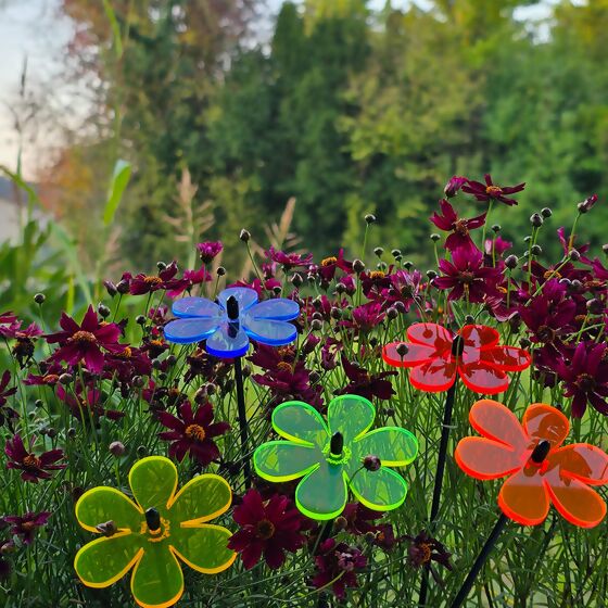 Sonnenfänger Gänseblümchen, bunt, 5er Set