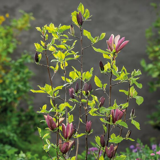 Tulpen-Magnolie Black Beauty