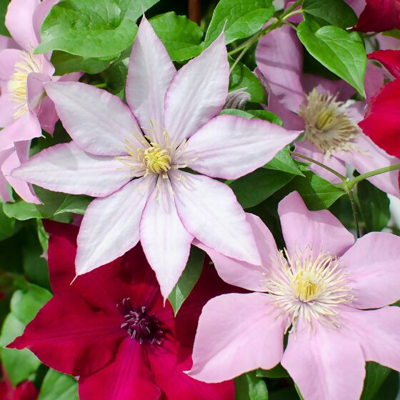 Clematis Three Sisters